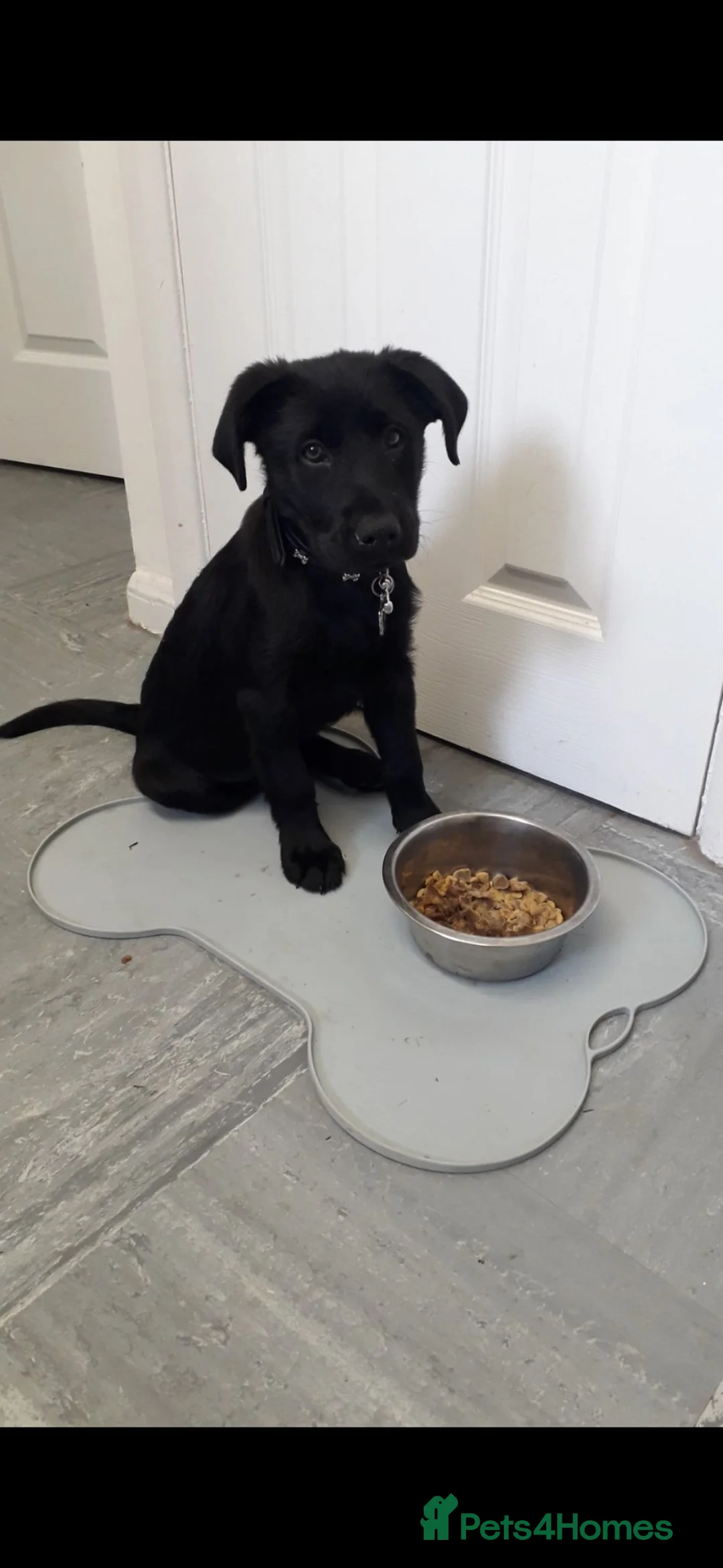Mixed Breed dogs for sale: Lab x Australian shepherd. 4 yr old male- Kevin - Advert 2