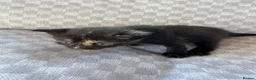 Mixed Breed cats for sale: Female tri colour kitten  - Advert 14