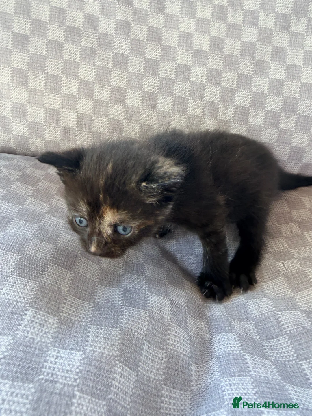 Mixed Breed cats for sale: Female tri colour kitten  - Advert 14