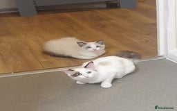 Ragdoll cats for sale: Ragdoll kittens  - Image 14
