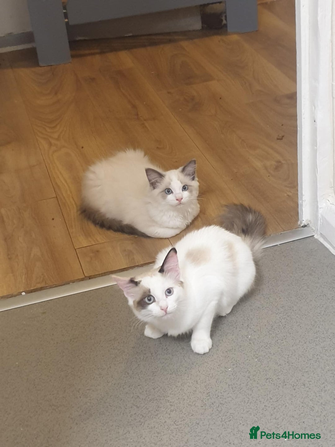 Ragdoll cats for sale: Ragdoll kittens  - Image 14