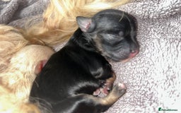 Maltipoo dogs for sale: Beautiful Maltipoo puppies  - Image 2