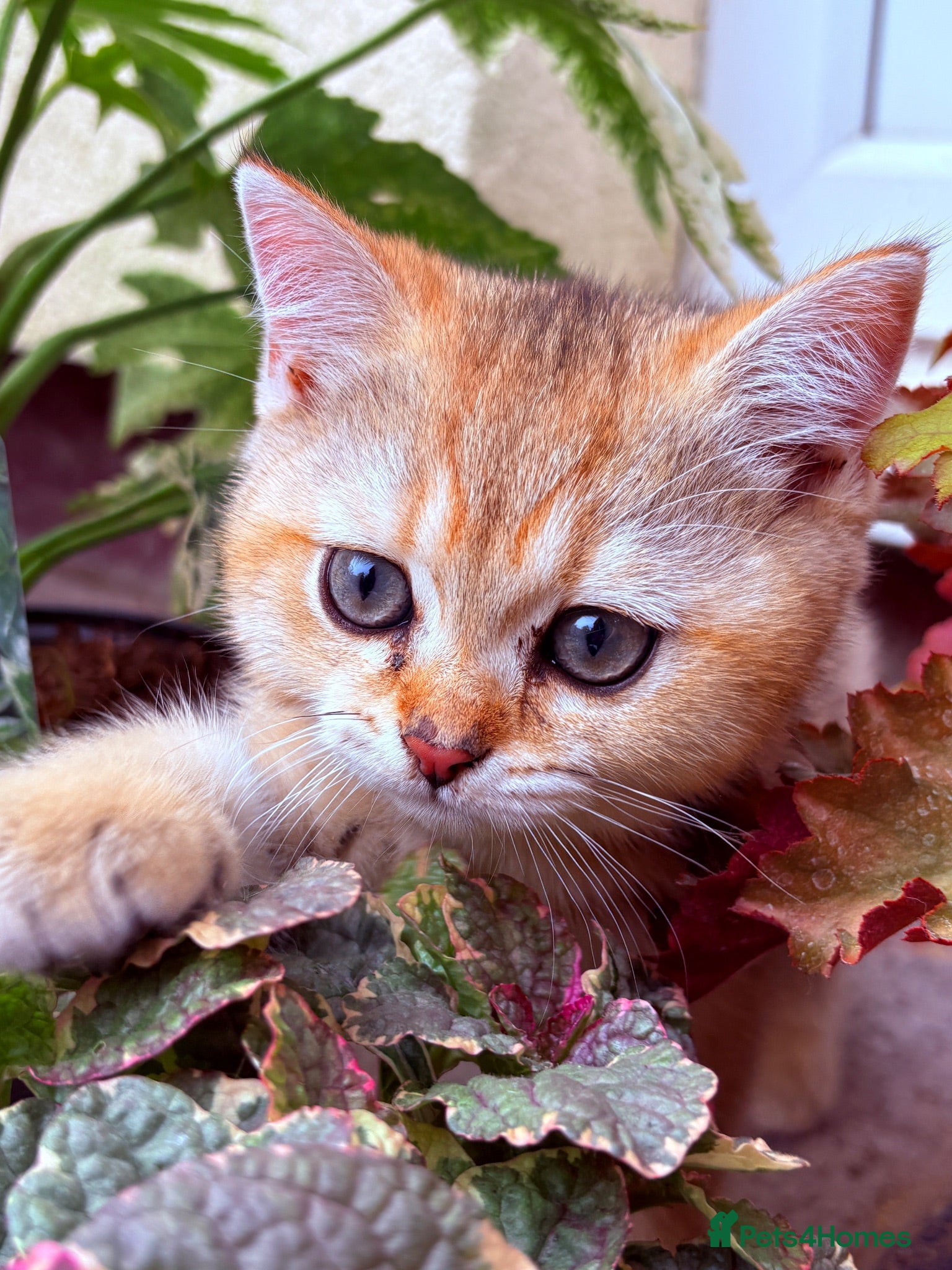 British Shorthair cats GCCF Registered Golden BSH Kittens | ny12 & by12 - Advert 2