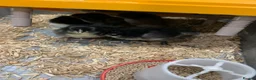 Chickens poultry for sale: Black Jersey Giants Chicks - Advert 1
