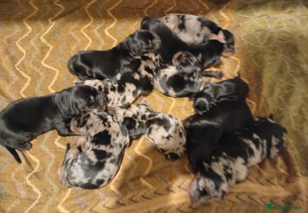 Mixed Breed dogs for sale: Champ KC registered Doberman & Bauceron puppies. - Advert 1