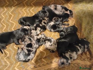 Mixed Breed dogs Champ KC registered Doberman & Bauceron puppies. - Advert 3