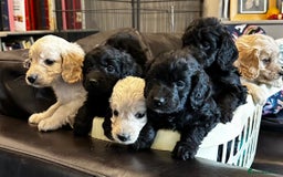 Cockapoo dogs for sale: COCKAPOO PUPPIES  - Image 2