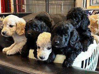 Cockapoo dogs - Advert 2