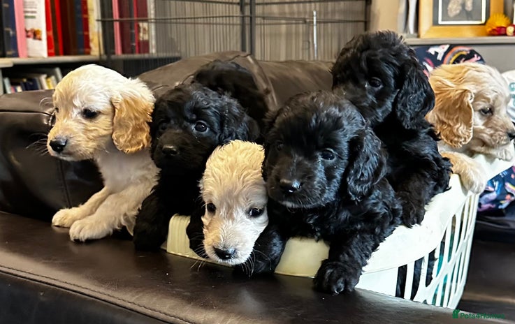 Cockapoo dogs - Advert 8