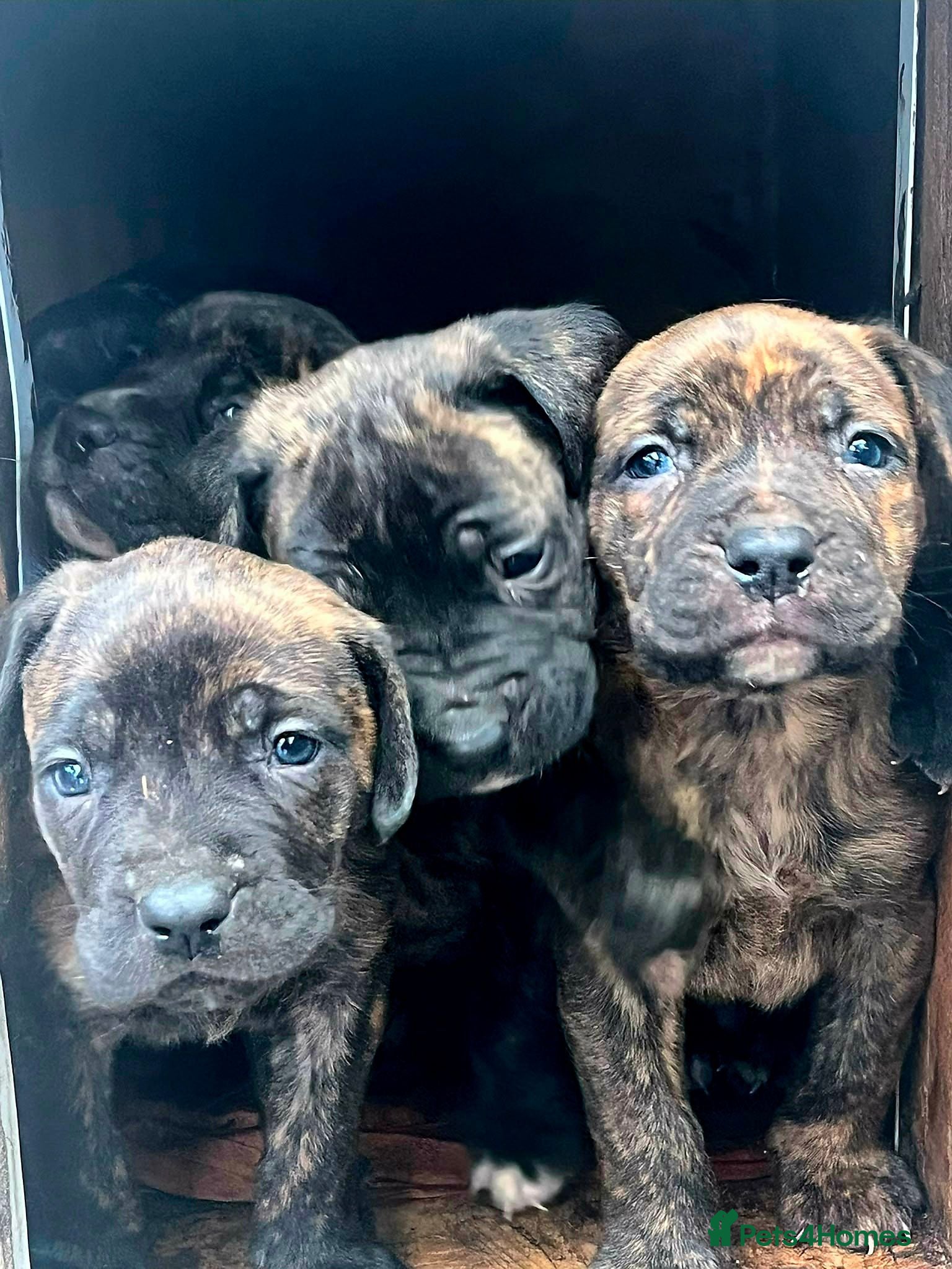Mixed Breed dogs Beautiful Brindle Cane Corso/ Mastiff pups - Advert 2