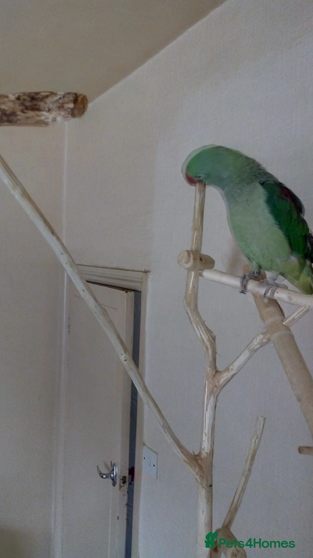 Parakeets birds for sale: Alexander ring neck parakeet  in Nelson - Advert 1