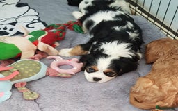 Cavalier King Charles Spaniel dogs for sale: 2 Cavalier king Charles puppies left - Image 16