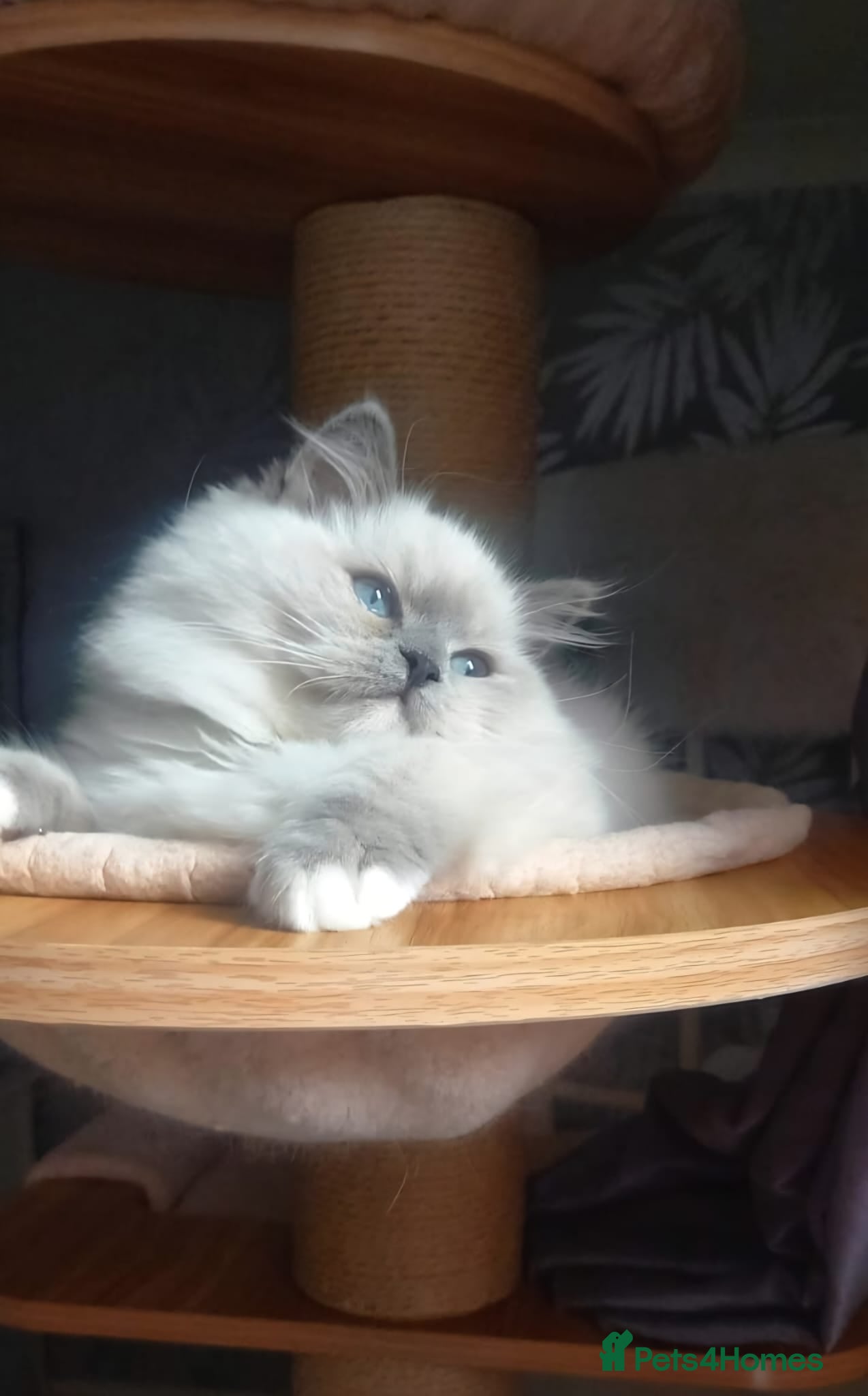 Ragdoll cats 🩷Amazing European Grand Champion lines🏆🥇 TICA💙 - Advert 18