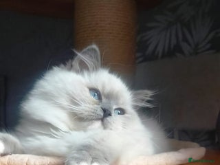 Ragdoll cats 🩷Amazing European Grand Champion lines🏆🥇 TICA💙 - Advert 18