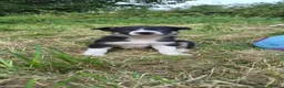 Border Collie dogs for sale: Border collie puppies  - Advert 4