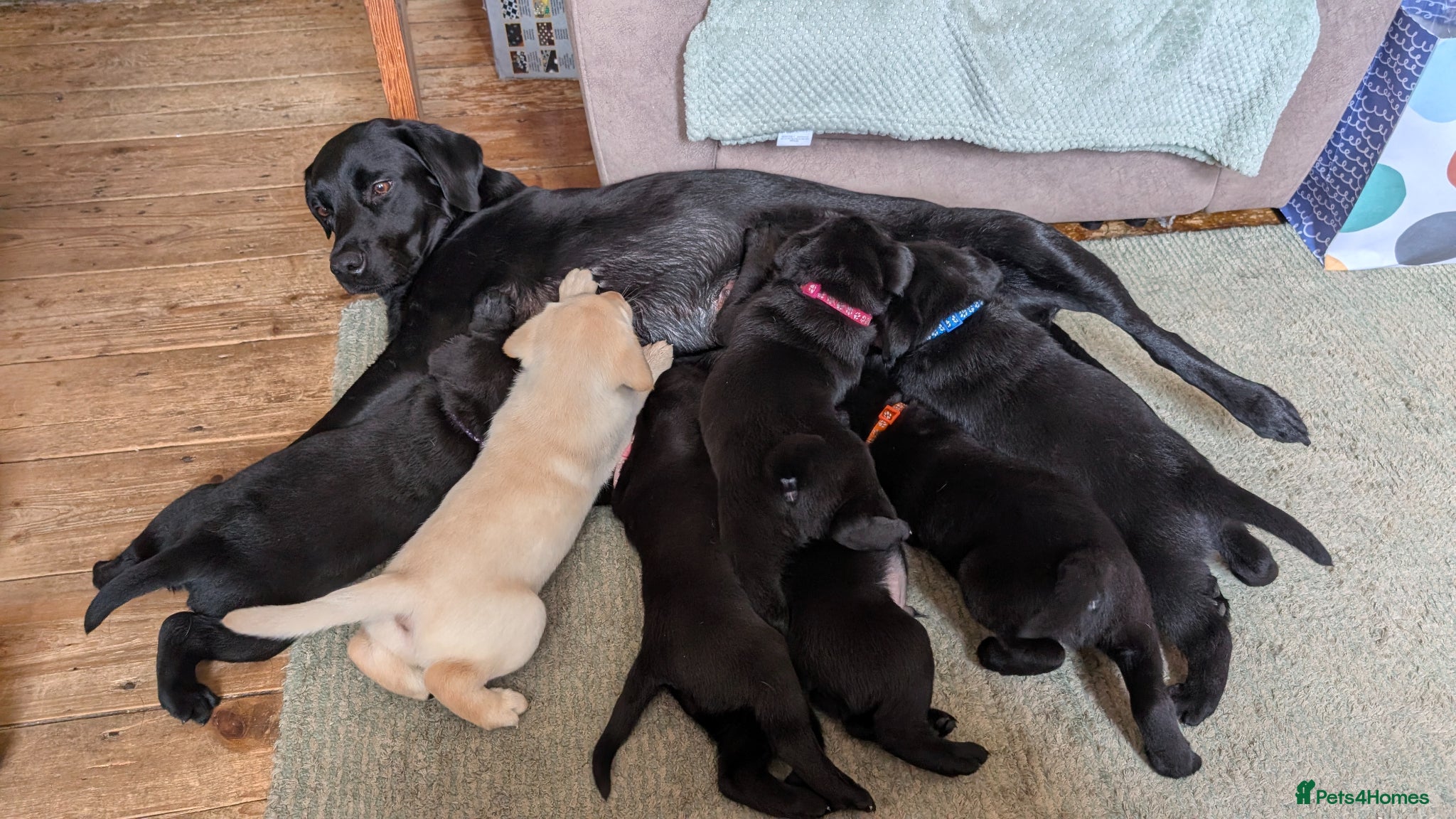 Labrador Retriever dogs for sale: Gorgeous Labrador puppies  in Bourne - Advert 2