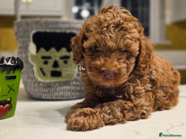 Toy Poodle dogs - Advert 5