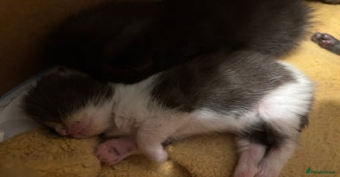 Mixed Breed cats - Advert 4