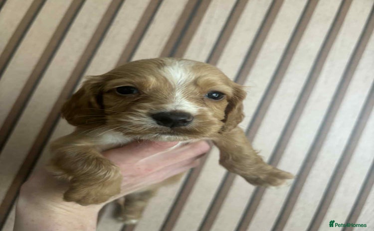 Cocker Spaniel dogs - Advert 14