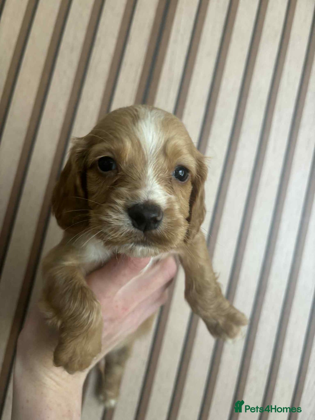 Cocker Spaniel dogs for sale: 6 gorgeous cockerspaniel puppy’s  - Image 1