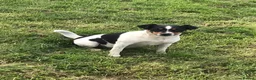 Jack Russell dogs for sale: Gorgeous Jack Russell puppies  - Advert 3