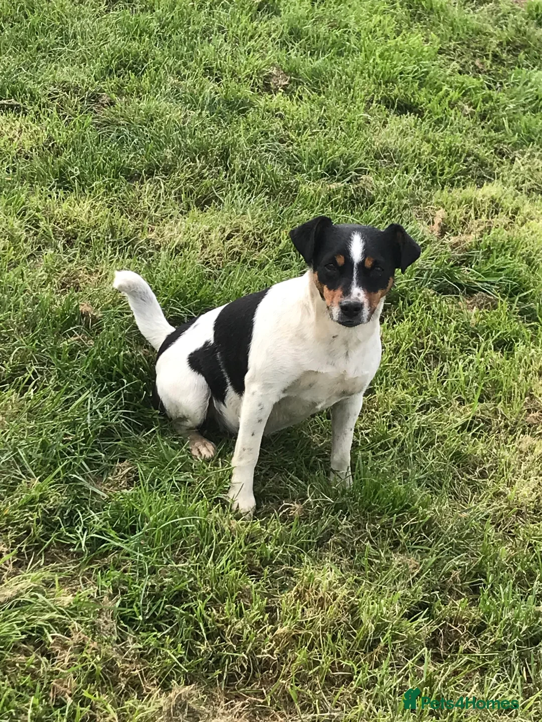 Jack Russell dogs for sale: Gorgeous Jack Russell puppies  - Advert 3