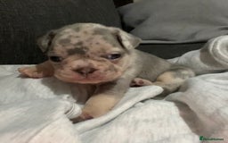 French Bulldog dogs for sale: READY NOW French bulldog puppies  - Advert 7