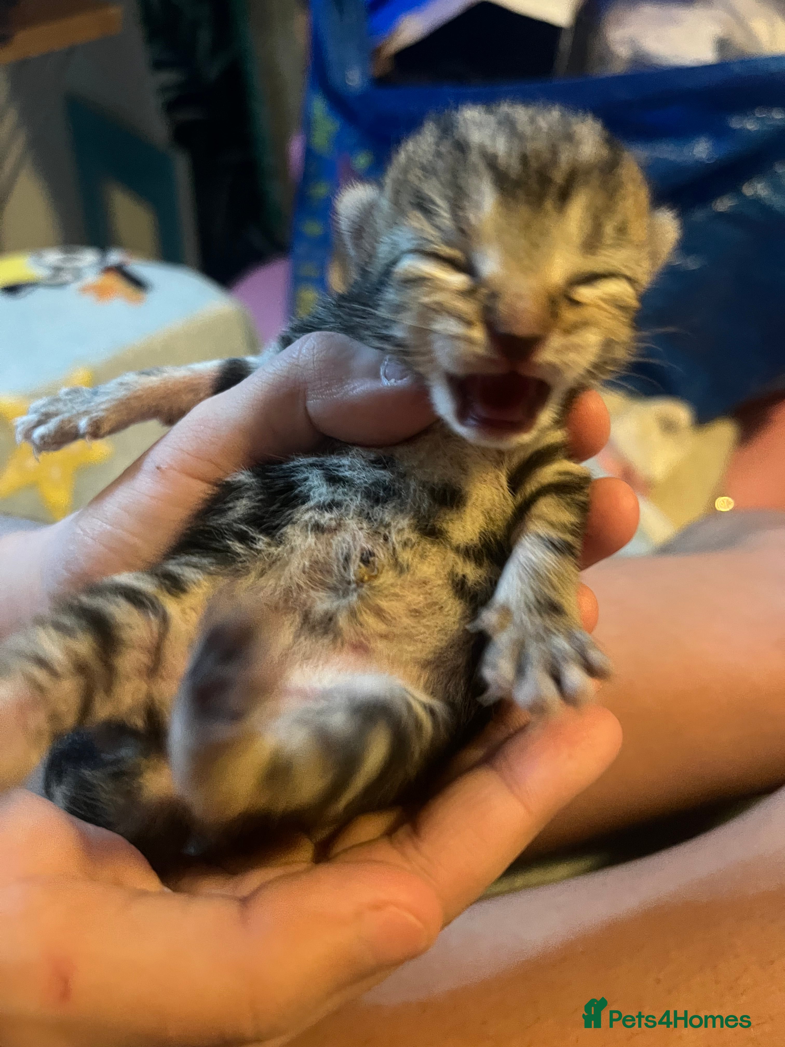 Mixed Breed cats Amber Bengal X shorthaired Black kittens - Advert 10