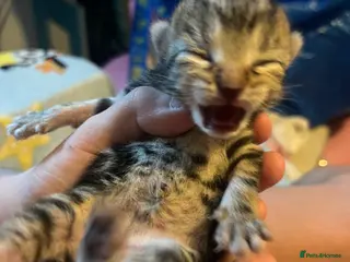 Mixed Breed cats Amber Bengal X shorthaired Black kittens - Advert 10