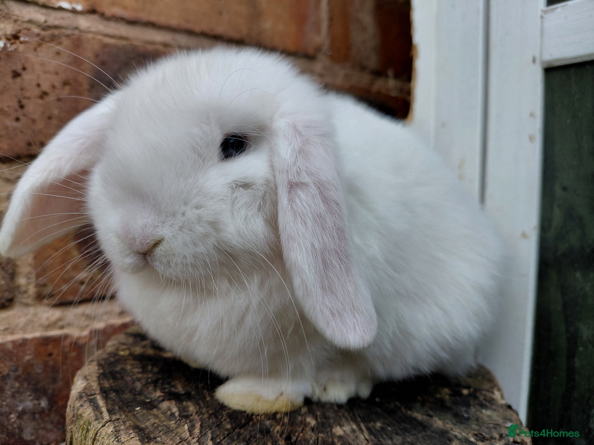 Mini Lop rabbits Mini Lop  - Advert 4