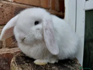 Mini Lop rabbits Mini Lop - Advert 7