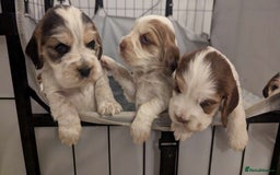 Cocker Spaniel dogs for sale: Show Type cocker spaniel puppies for sale - Image 7