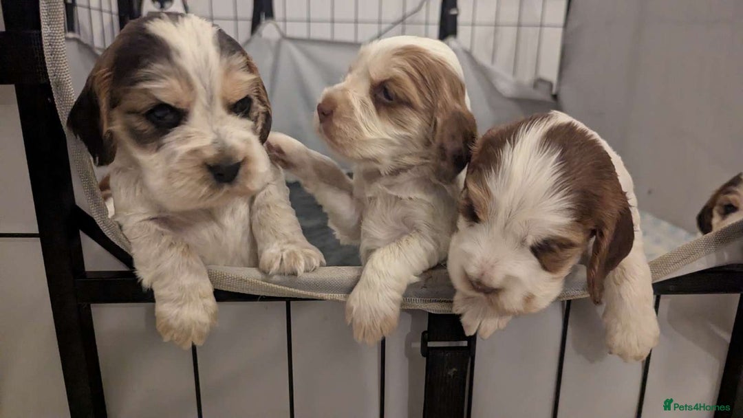 Cocker Spaniel dogs for sale: Show Type cocker spaniel puppies for sale - Image 7