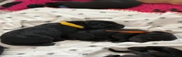 Labrador Retriever dogs for sale: 10 Stunning black Labrador & cream/red fox pups  - Advert 7