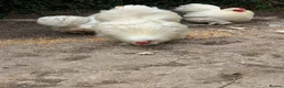 Chickens poultry for sale: 2 year old Silkie Cockeral in Crediton - Advert 3