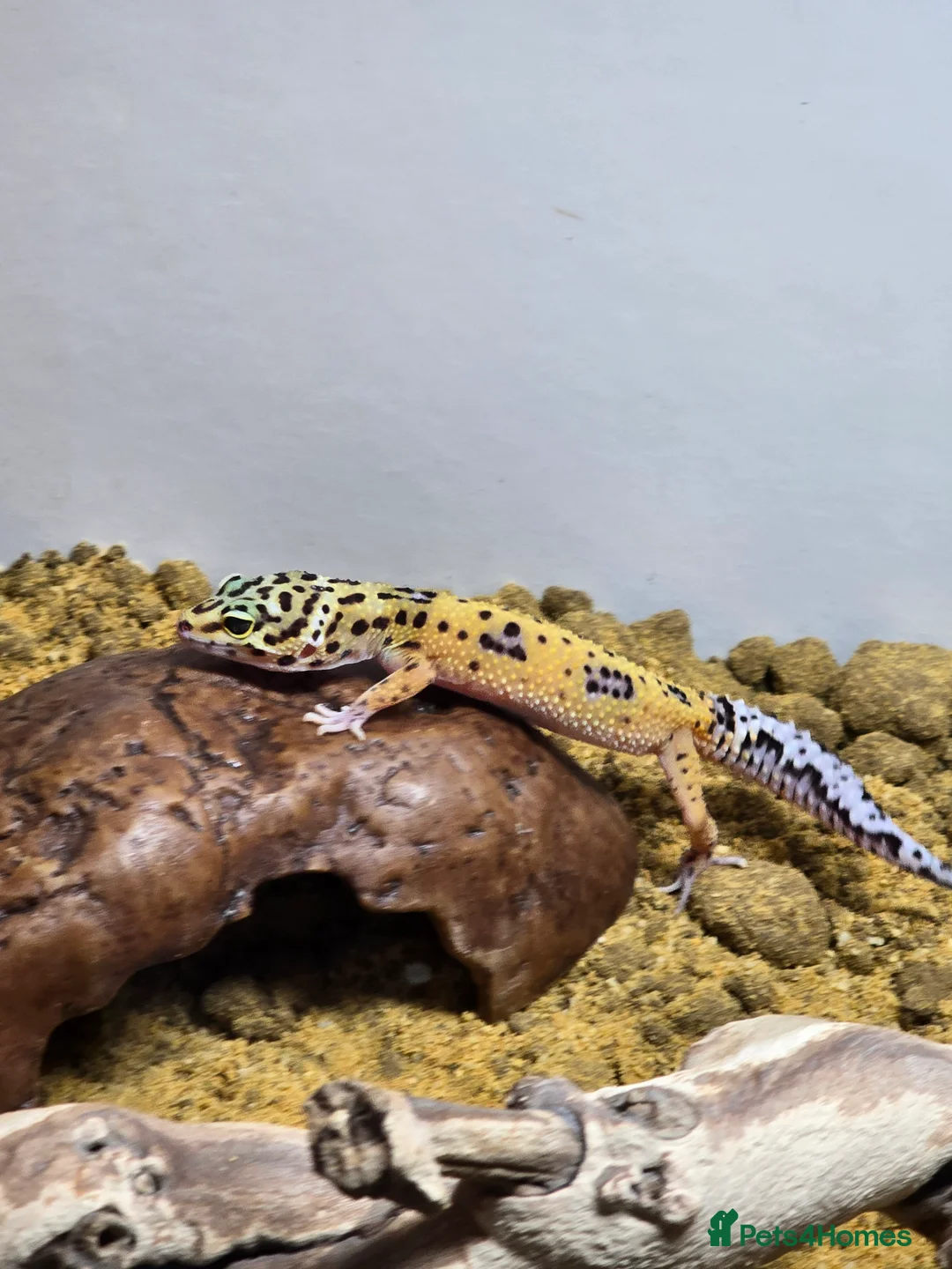 Mixed Breed reptiles for sale: Female Leopard gecko  - Advert 3
