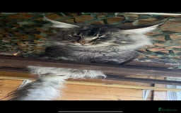 Maine Coon cats for stud: Active Tica duel Gccf Maine Coons in Grantham - Image 19