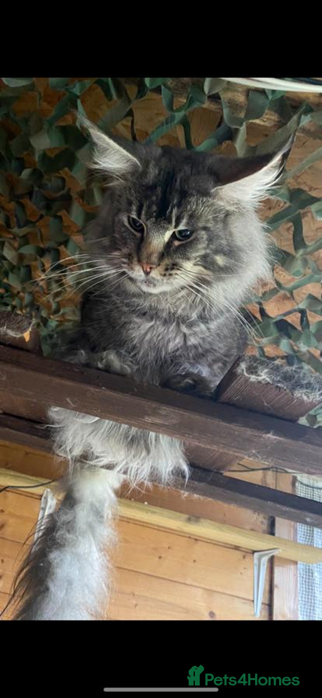 Maine Coon cats for stud: Active Tica duel Gccf Maine Coons in Grantham - Image 19