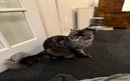 Maine Coon cats for sale: MainCoon For Sale - Image 9