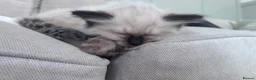 Ragdoll cats for sale: Fluffy Ragdoll Kittens - Advert 6