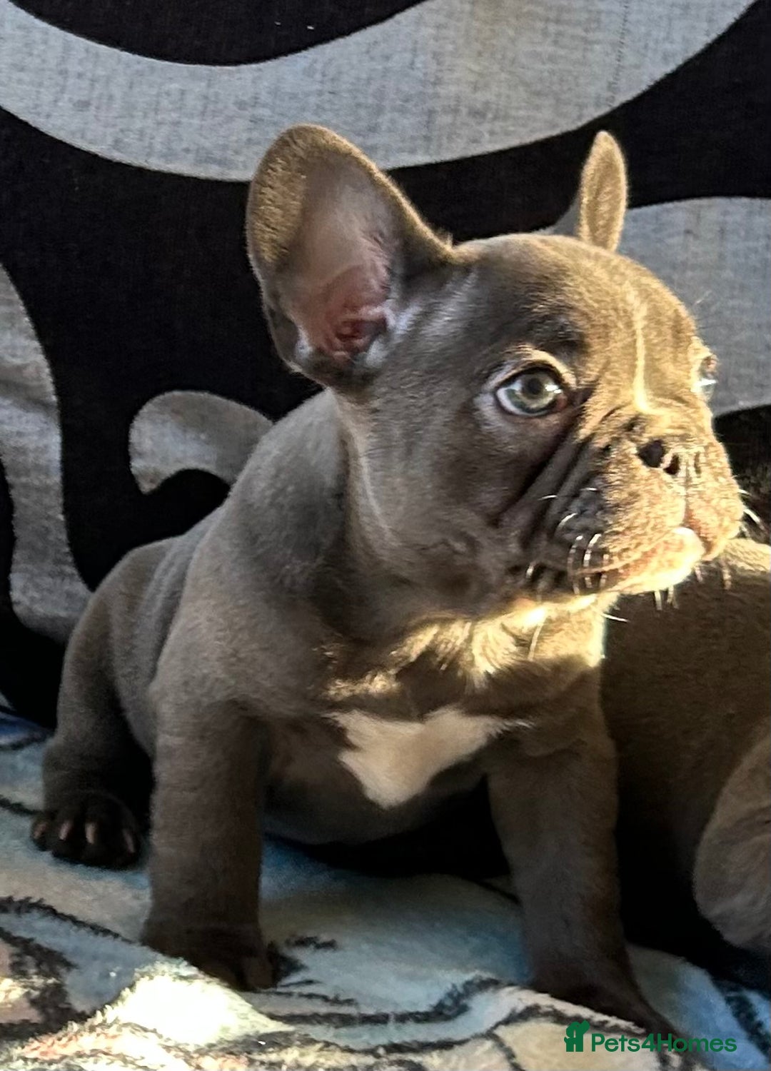 French Bulldog dogs for sale: 4 Solid Blue French Bulldog Girls - Advert 18