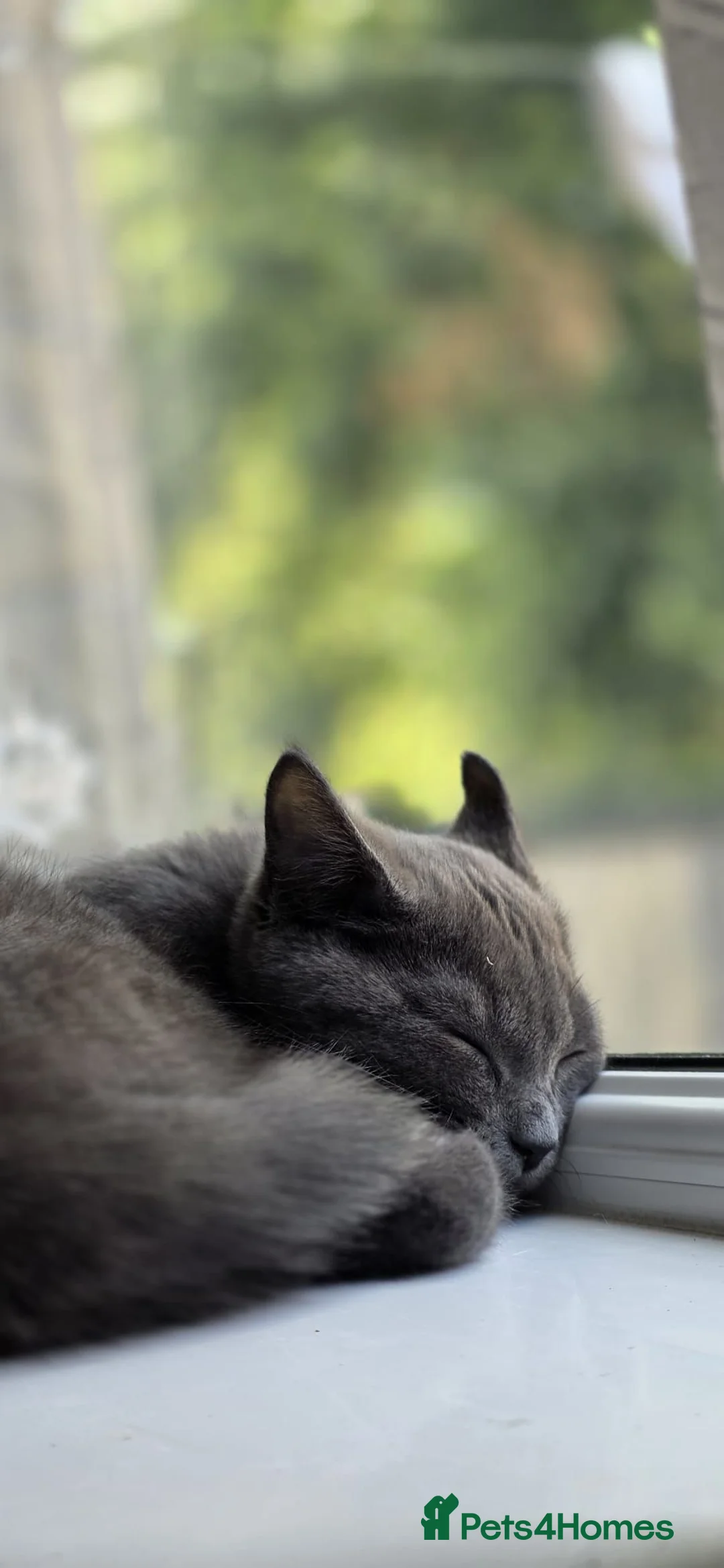 British Shorthair cats for sale: British shorthair kitten indoor litter trained  - Advert 2