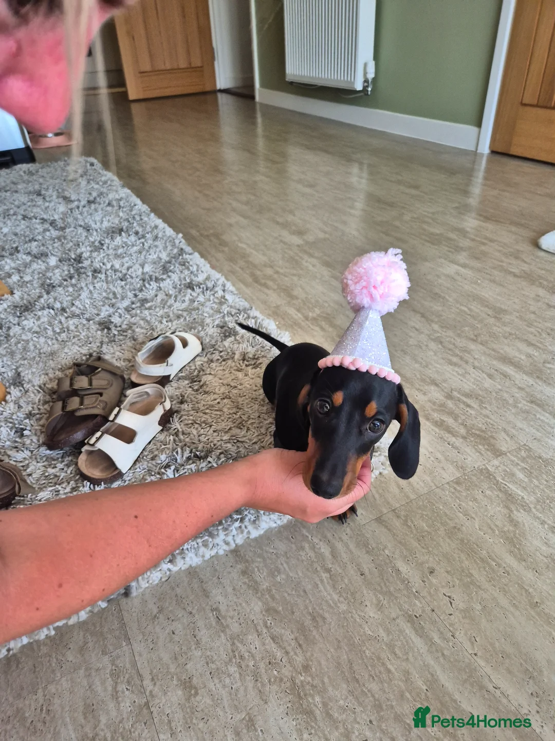 Miniature Dachshund dogs for sale: Miniature dachshund kc registered  in London - Advert 1