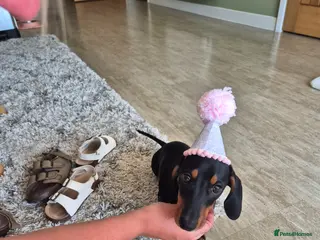 Miniature Dachshund dogs Miniature dachshund kc registered - Advert 4