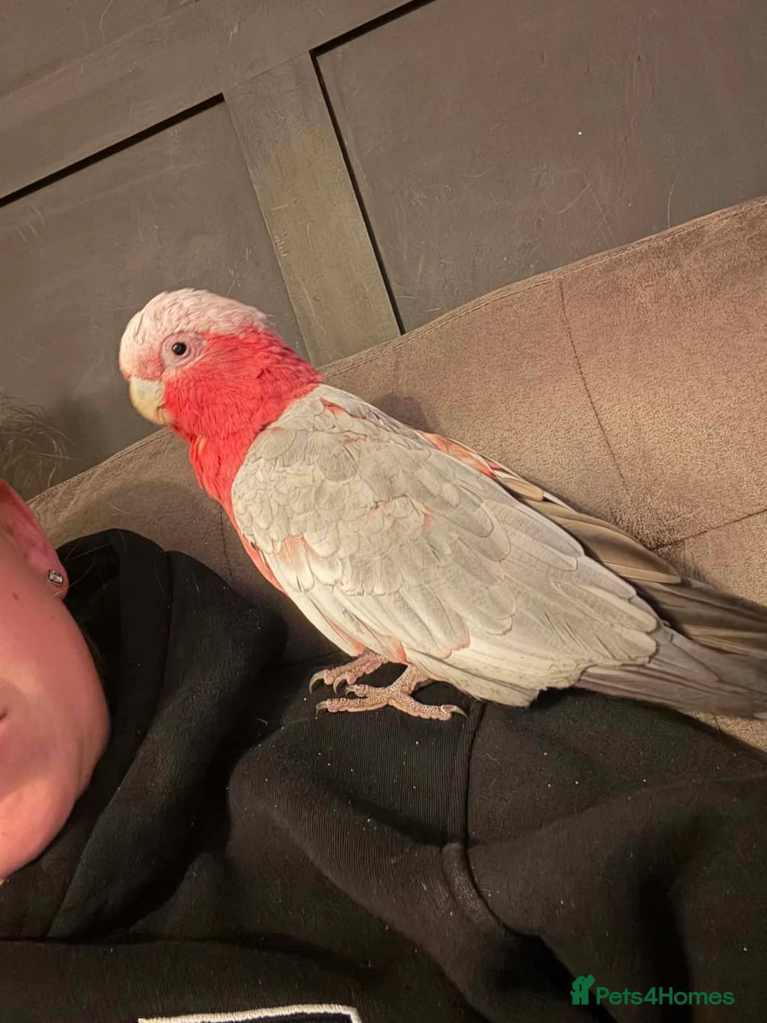 Cockatoo birds for sale: Elvis the outstanding Galah Cockatoo in Billingham - Advert 6