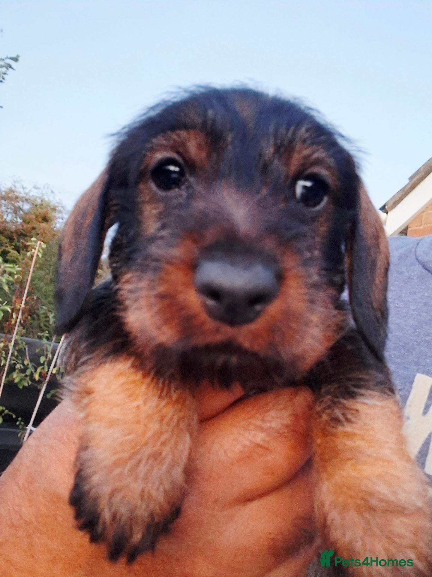 Miniature Dachshund dogs Super-cute Pedigree Mini-Wire Dachshund Pup!  - Advert 23