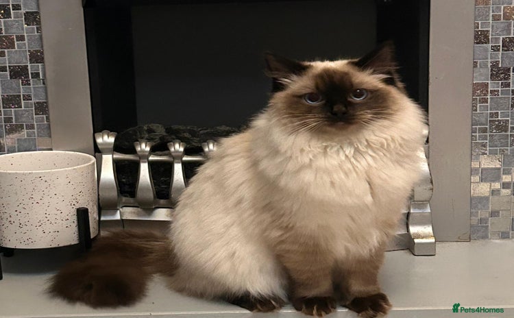 Ragdoll cats - Advert 15