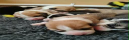 Welsh Corgi Pembroke dogs for sale: Welsh Corgi (Pembroke) - Advert 24