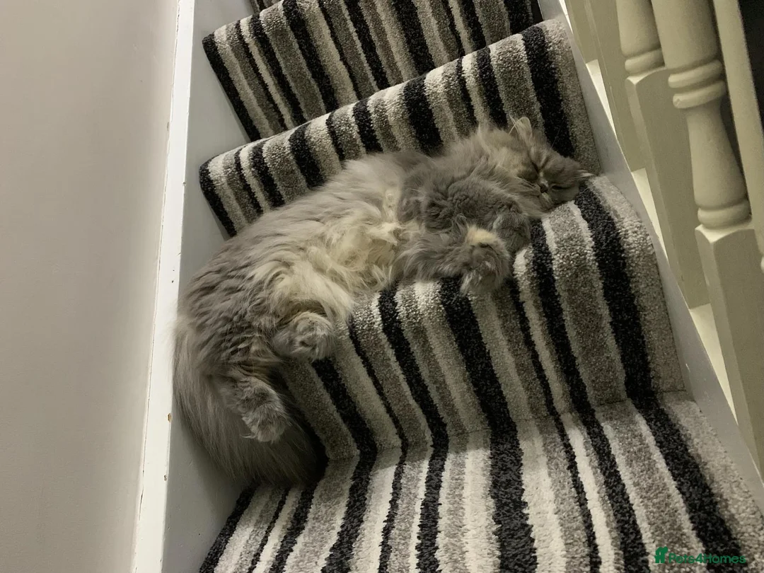 Persian cats for sale: Beautiful Grey Persian cat (Skye) in Preston - Advert 5