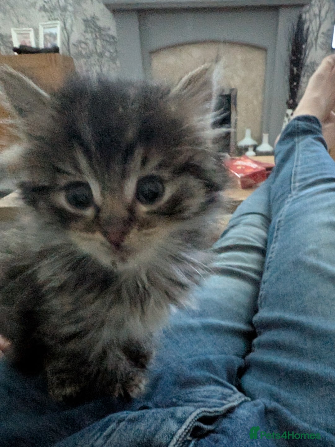 Mixed Breed cats for sale: Fluffy Ragdoll type kittens  - Advert 5